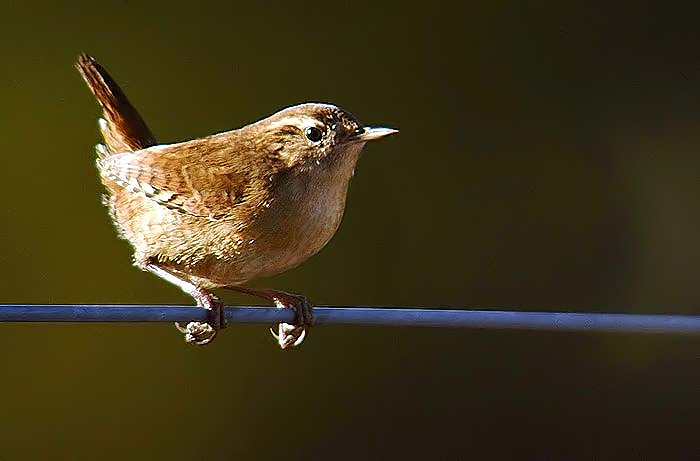 Wren