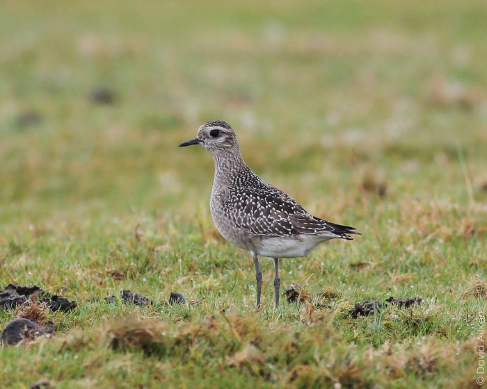 American Golden Plover