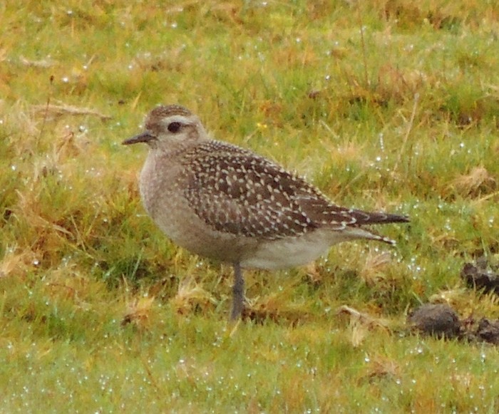 American Golden Plover