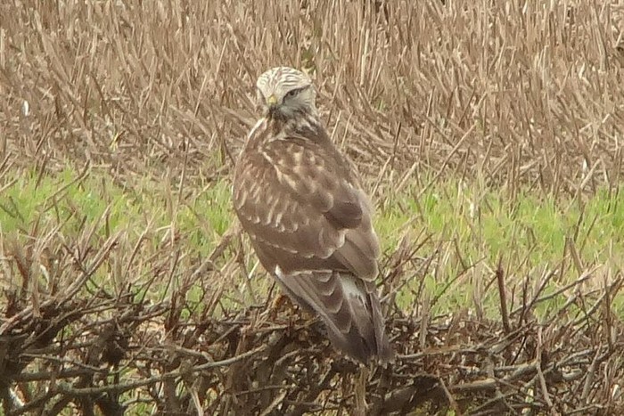 Rough-legged Buzzard