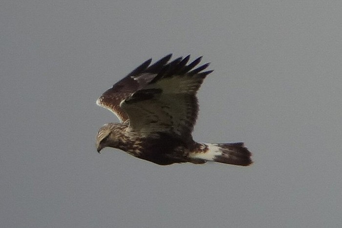 Rough-legged Buzzard