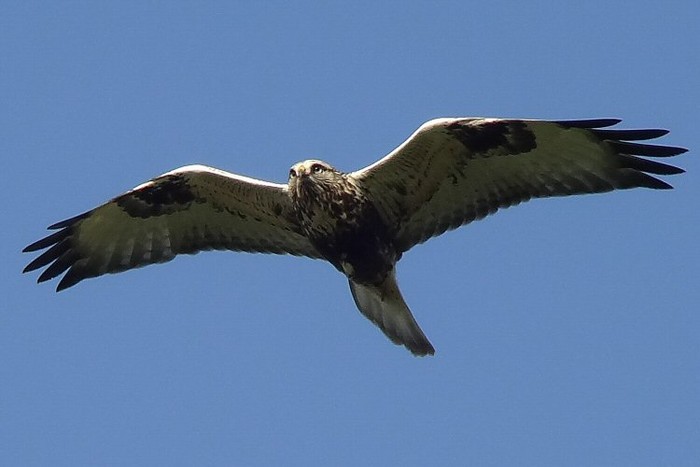 Rough-legged Buzzard