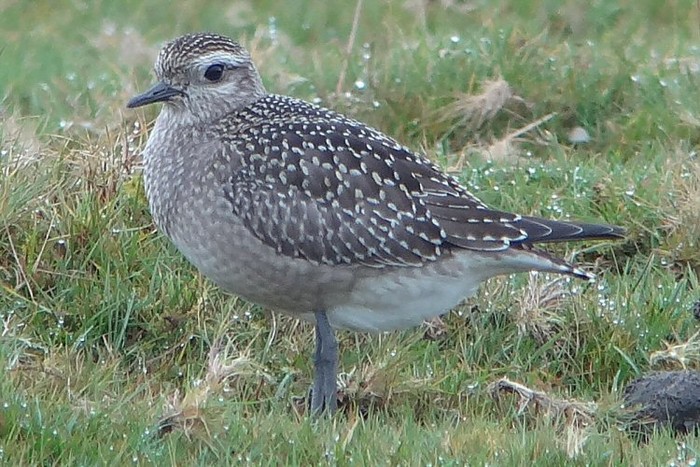 American Golden Plover