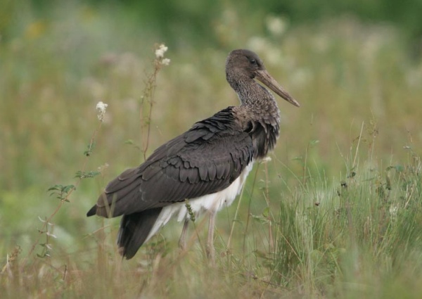 Black Stork