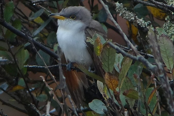 Yellow-billed Cuckoo
