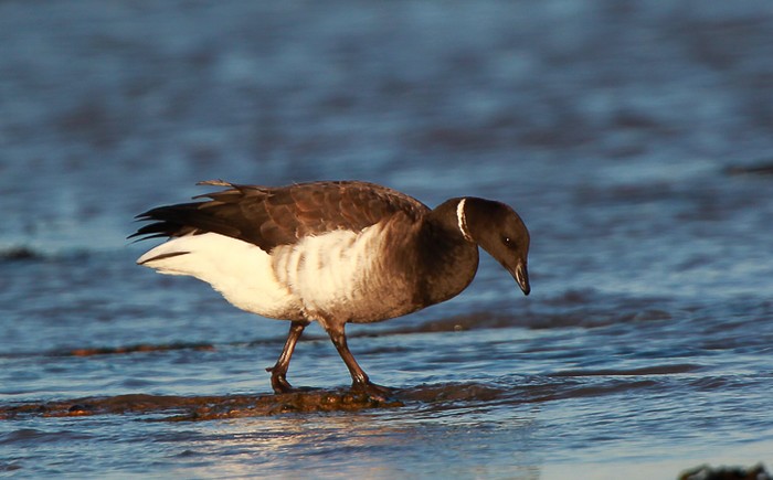 Black Brant