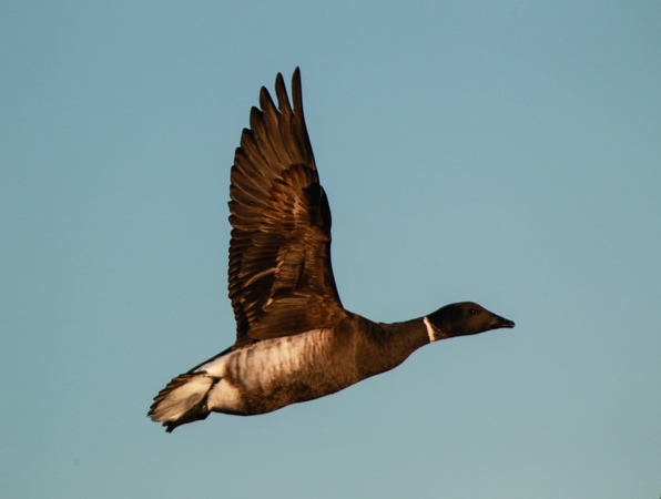 Black Brant