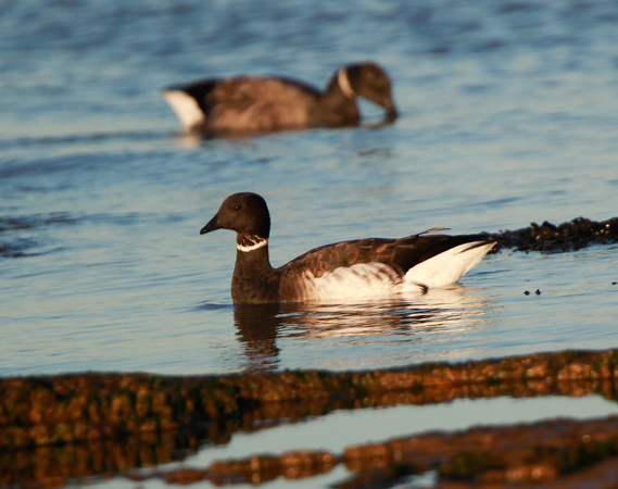 Black Brant