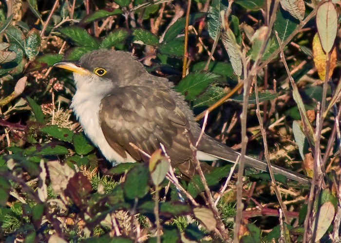 Yellow-billed Cuckoo