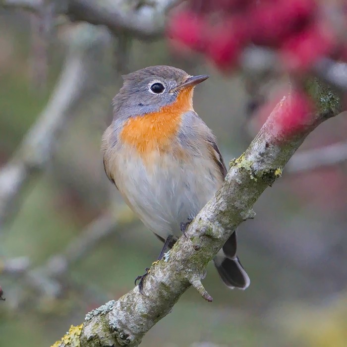 Red-breasted Flycatcher