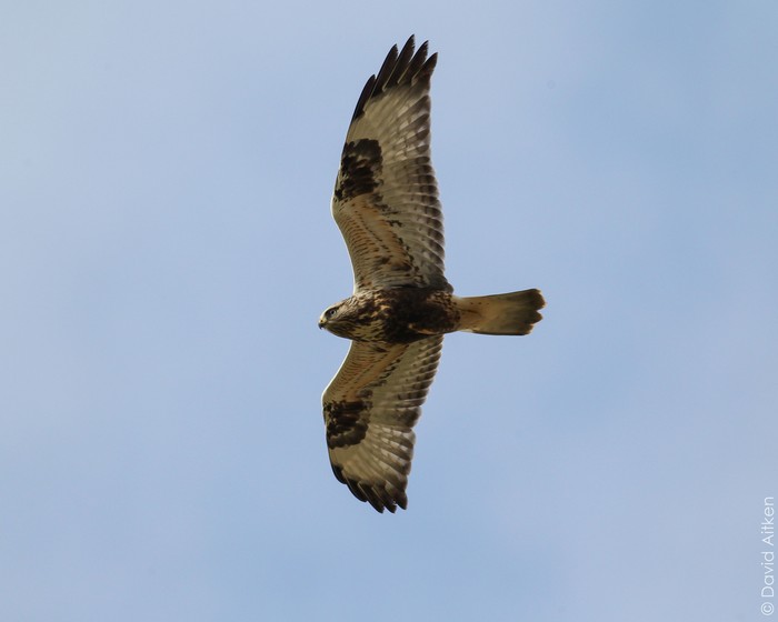 Rough-legged Buzzard