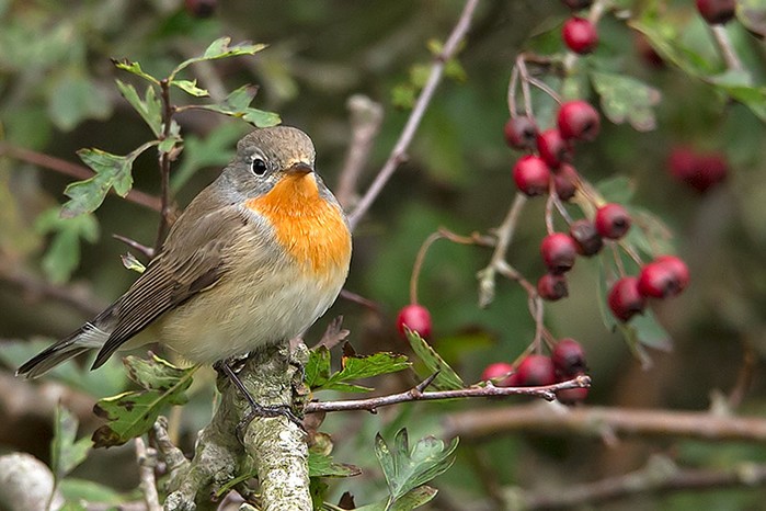 Red-breasted Flycatcher
