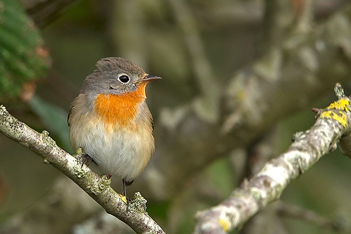 Red-breasted Flycatcher