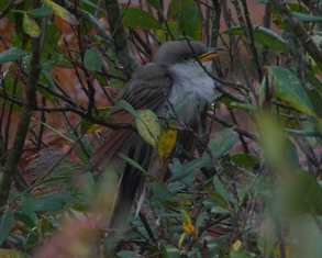 Yellow-billed Cuckoo