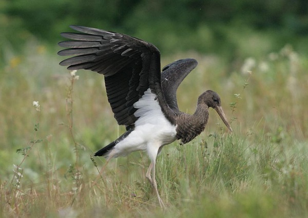 Black Stork