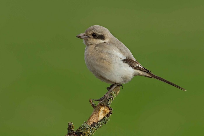Steppe Grey Shrike