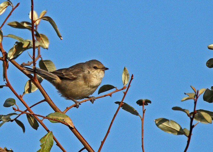 Barred Warbler