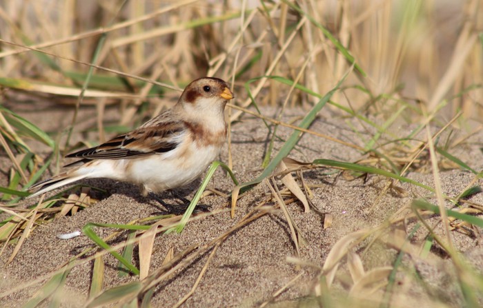 Snow Bunting