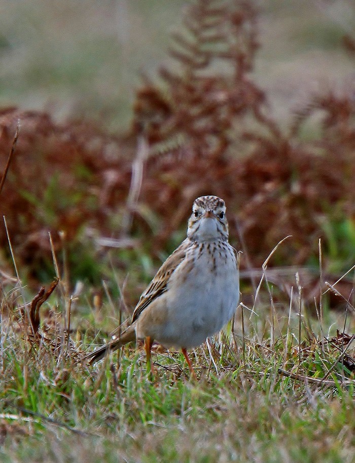 Richard's Pipit
