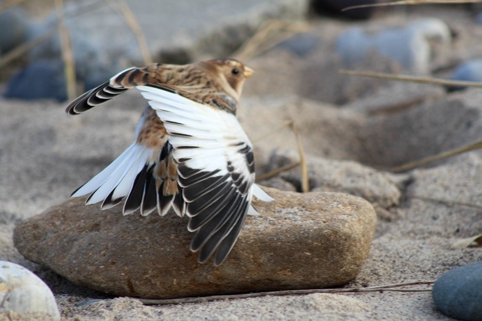 Snow Bunting