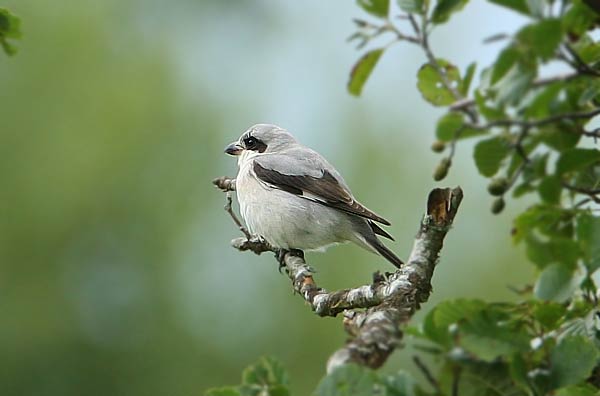 Lesser Grey Shrike