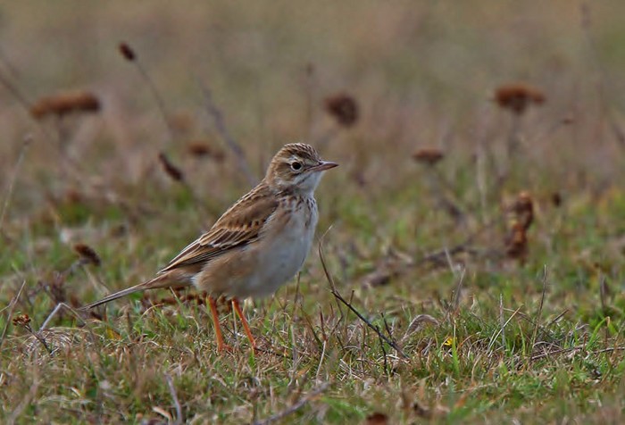Richard's Pipit