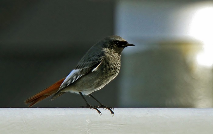 Black Redstart