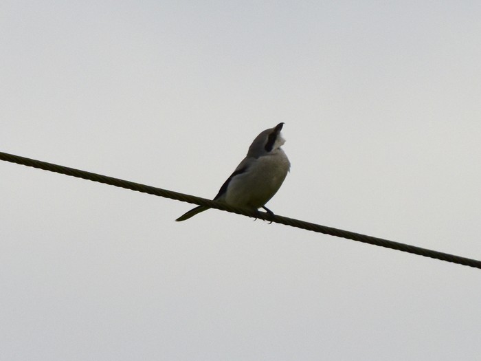 Great Grey Shrike
