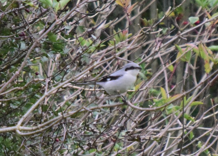 Great Grey Shrike