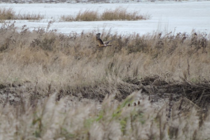 Pallid Harrier