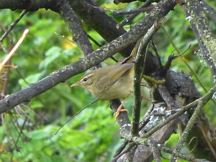 Radde's Warbler