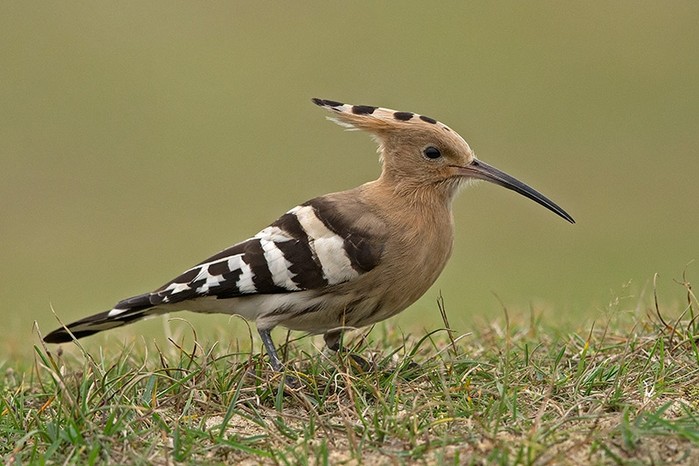Hoopoe