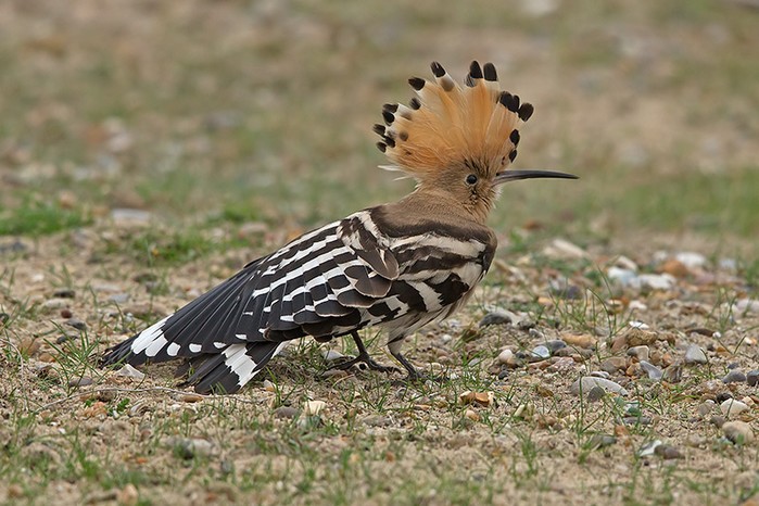 Hoopoe