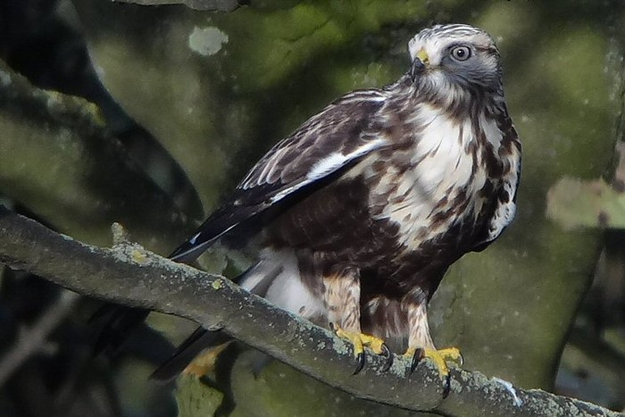 Rough-legged Buzzard
