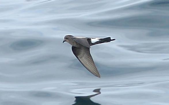 Wilson's Petrel