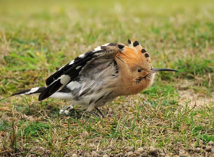 Hoopoe