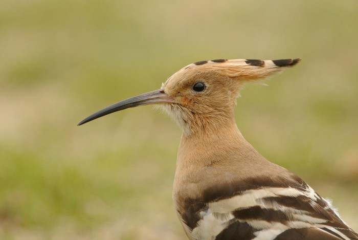 Hoopoe