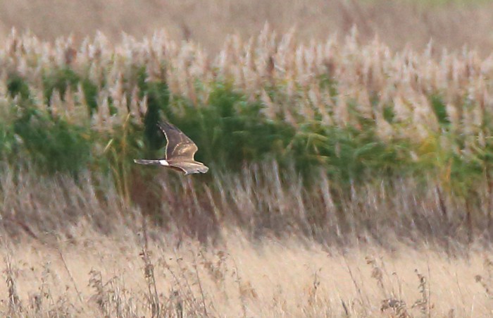 Pallid Harrier