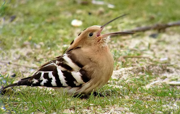 Hoopoe