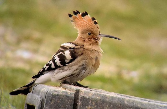 hoopoe