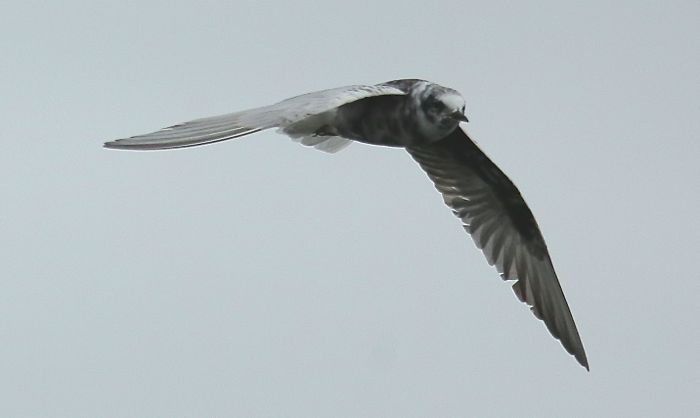 White-winged Black Tern