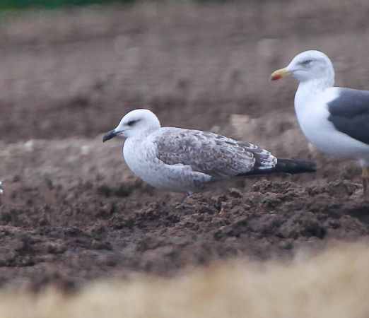 Lesser Black-backed Gull