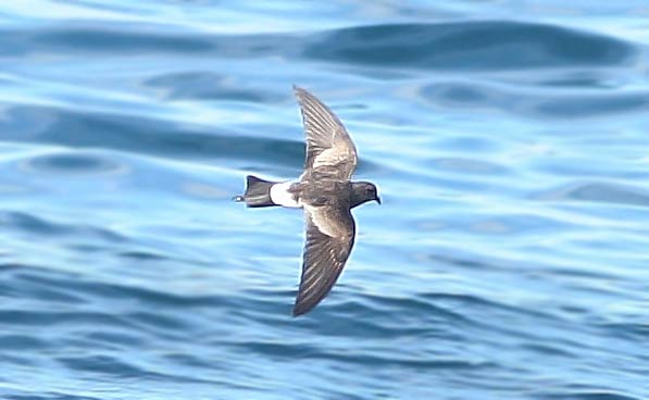 Wilson's Petrel