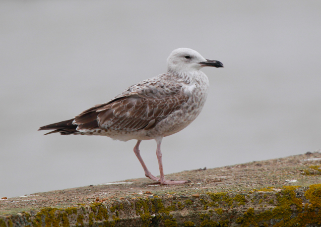 Caspian Gull