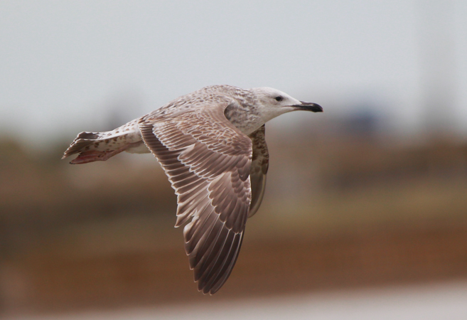Caspian Gull