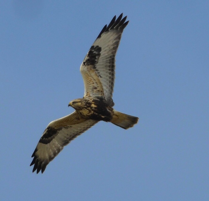 Rough-legged Buzzard