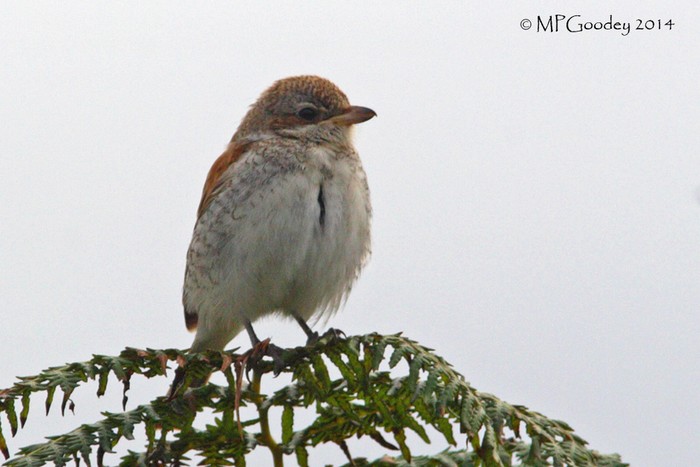 Red-backed Shrike