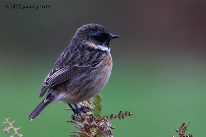 Stonechat