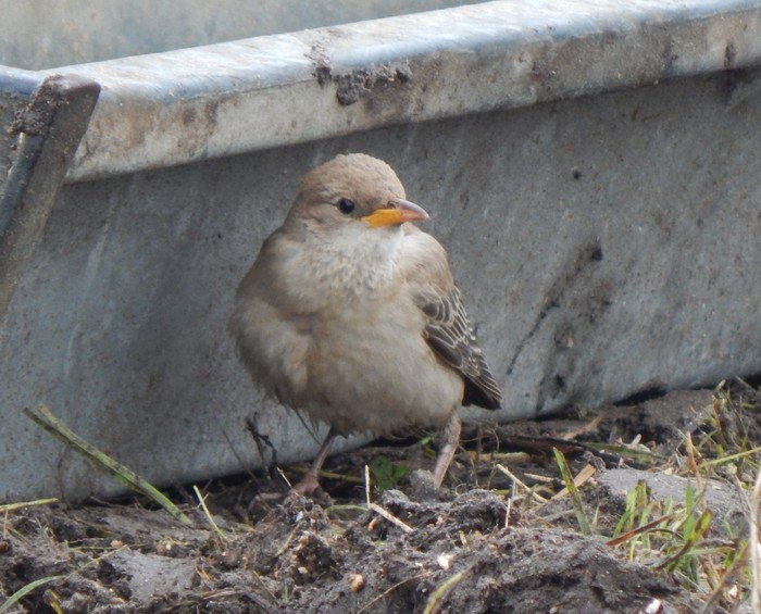 Rose-coloured Starling