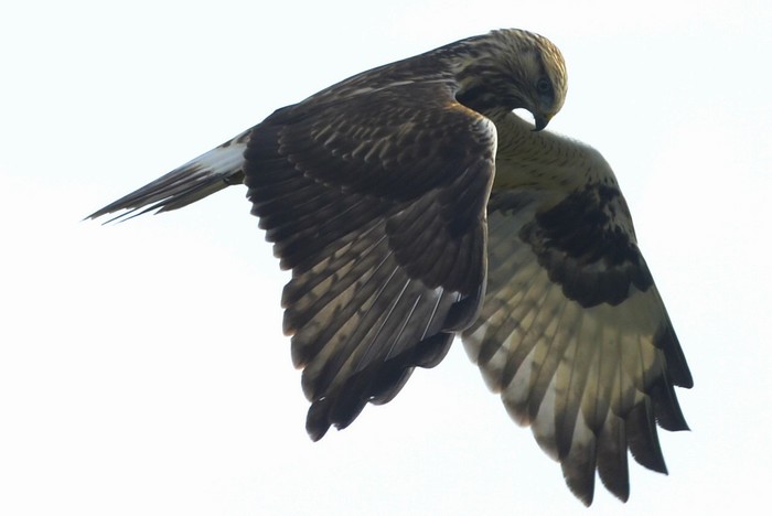 Rough-legged Buzzard
